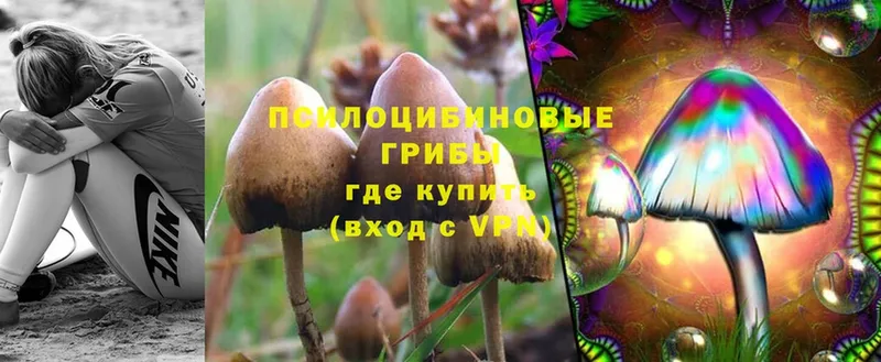 Псилоцибиновые грибы Psilocybe  Заринск 